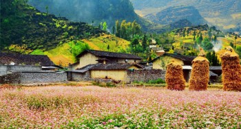 Tổng hợp kinh nghiệm du lịch Hà Giang mùa tam giác mạch